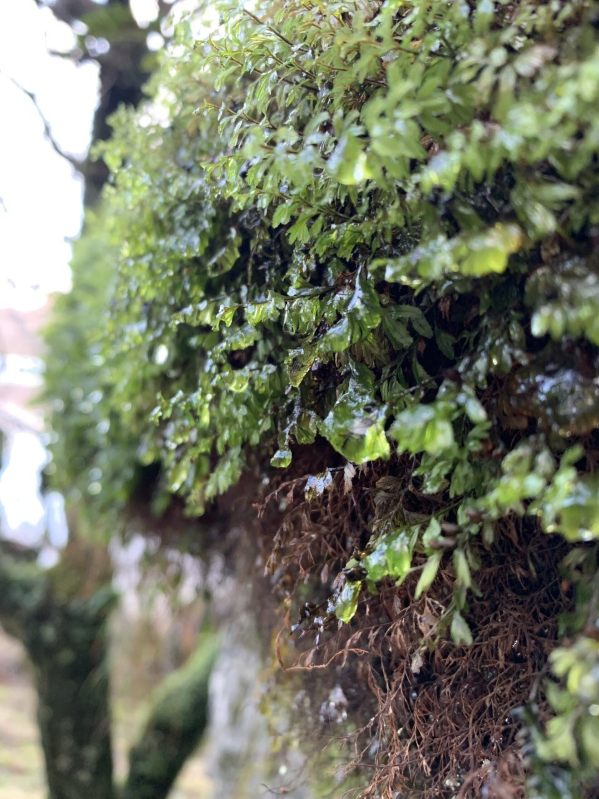 Moss